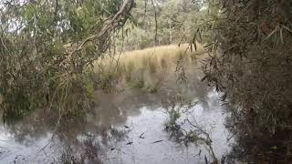 La Trobe Wildlife Sanctuary - common eastern froglet (Crinia signifera)