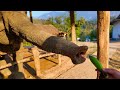 This is How Laos Elephants Really Eat