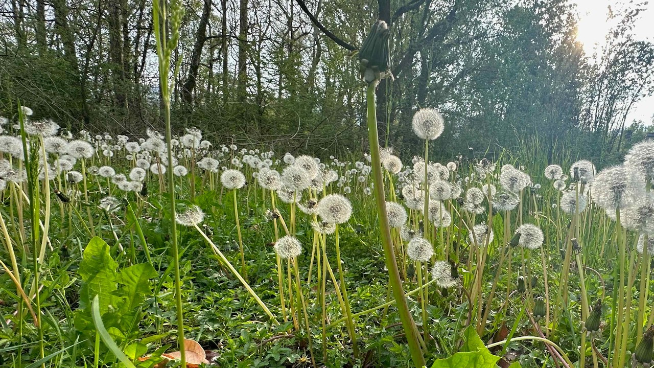 Primavera lungo l'Adda