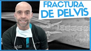 ¿CÓMO SOLUCIONAMOS UNA FRACTURA DE CADERA?   Traumatología Veterinaria