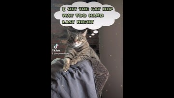 Spacing Out Or Cat Nip? 🤣 😹 #cat #cats #funny #catmemes #talkingcat #tabbycat #catnip