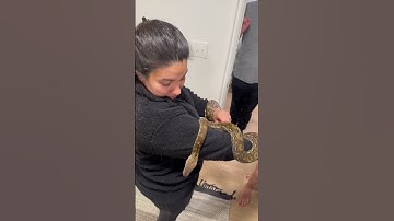🐍 Kayuadi Reticulated Python #reticulatedpython #snake #shorts #youtubeshorts #pets