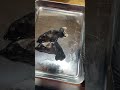 すっぽんの頭骨#いのししの人
