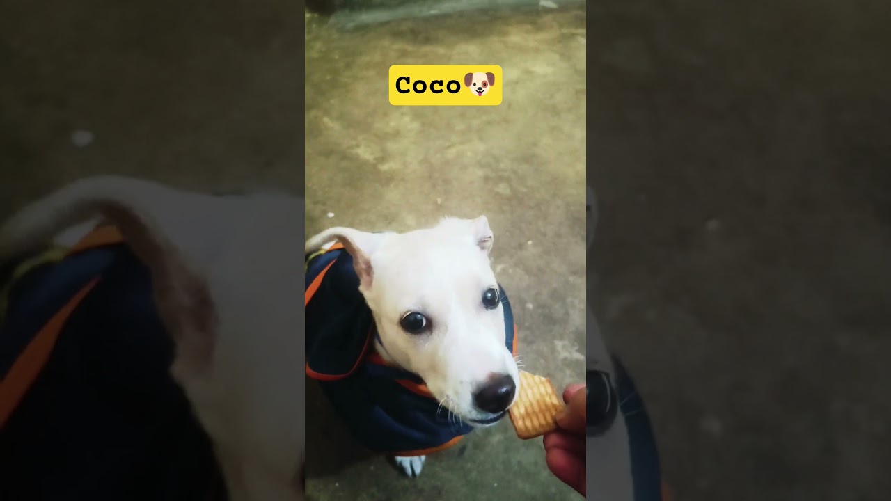 coco my new family mamber 