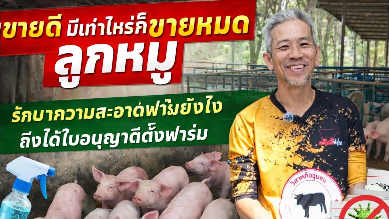 ลูกหมูมีเท่าไหร่ก็ไม่พอขาย รักษาความสะอาดยังถึงได้ใบอนุญาตตั้งฟาร์ม #เลี้ยงหมู #ฟาร์ม 