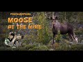 Photographing Moose in Norway