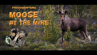 Photographing Moose in Norway
