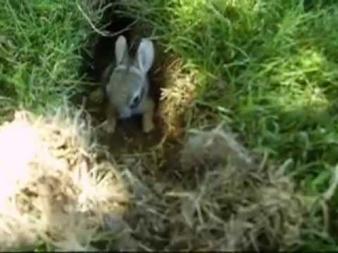 baby rabbits in my backyard