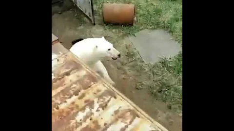 На Чукотке белый медведь напал на человека
