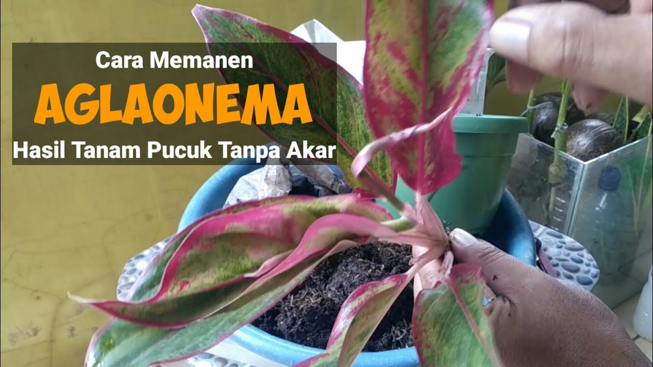 Cara Menanam Aglaonema hasil tanam tanpa akar yang tepat 
