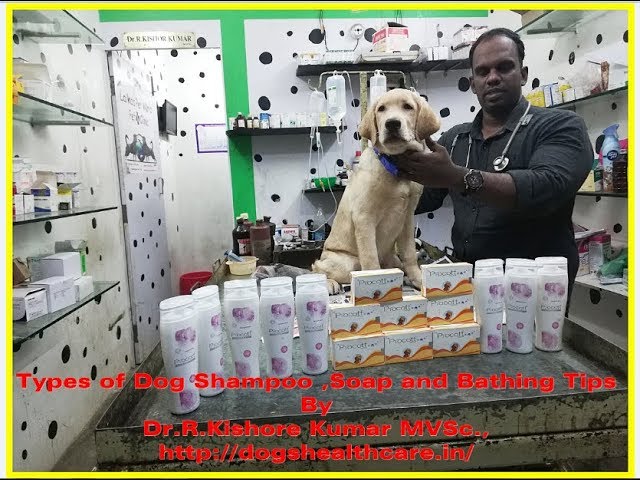 labrador shampoo