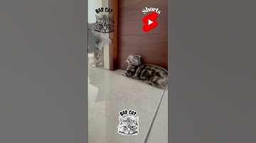 How To Calculate Your Kitty’s Real Age