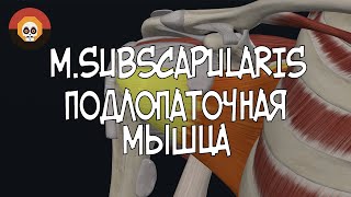 Подлопаточная мышца (m.subscapularis) 3D Анатомия