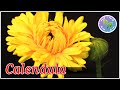 Calendula Flowers | Blooming Flowers Time Lapse 4K