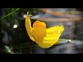 Растение-хищник. Пузырчатка обыкновенная (Utricularia vulgaris L.). [4К].