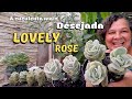 Como cuidar da lovely rose como plantar suculentas em vaso de plstico regas substrato berrio