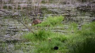 Pond With Muskrat And Others