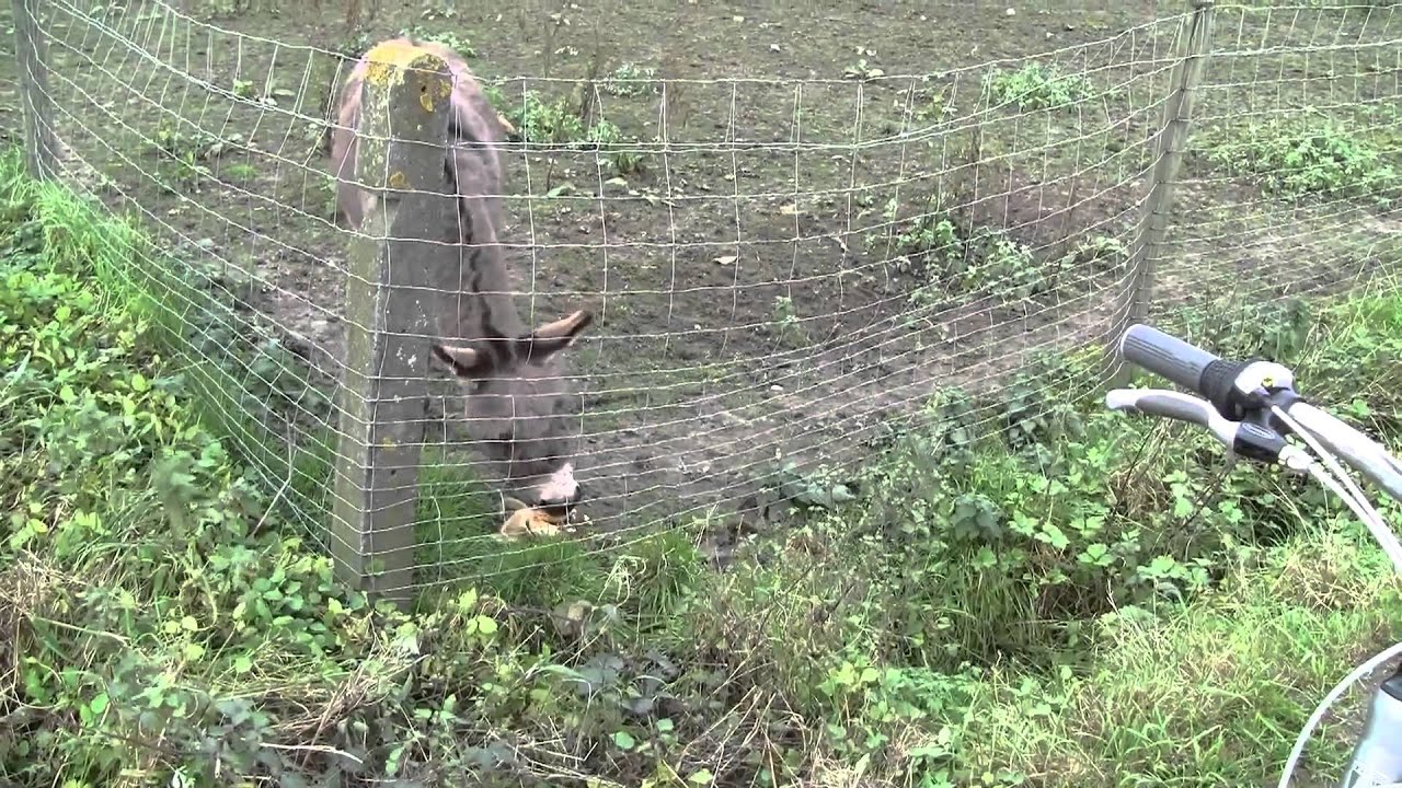 Donkey Eating Corn in Belgium.mp4 YouTube