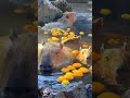 capybara #capybara #capybaraworld
