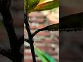 Creative Photography | Tips & Tricks #editing #photography #nature #tipsandtricks #viralshorts #fyp