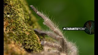 The Hidden Angolan Tarantula by Tarantupedia™ 2,626 views 5 years ago 2 minutes, 47 seconds