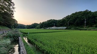 4K Japan Walk - Rural Yokohama? Jikecho to Ichigao - Slow TV