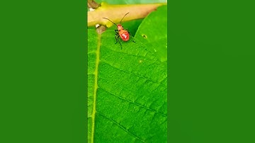what insect is this..!!??  #shorts #short
