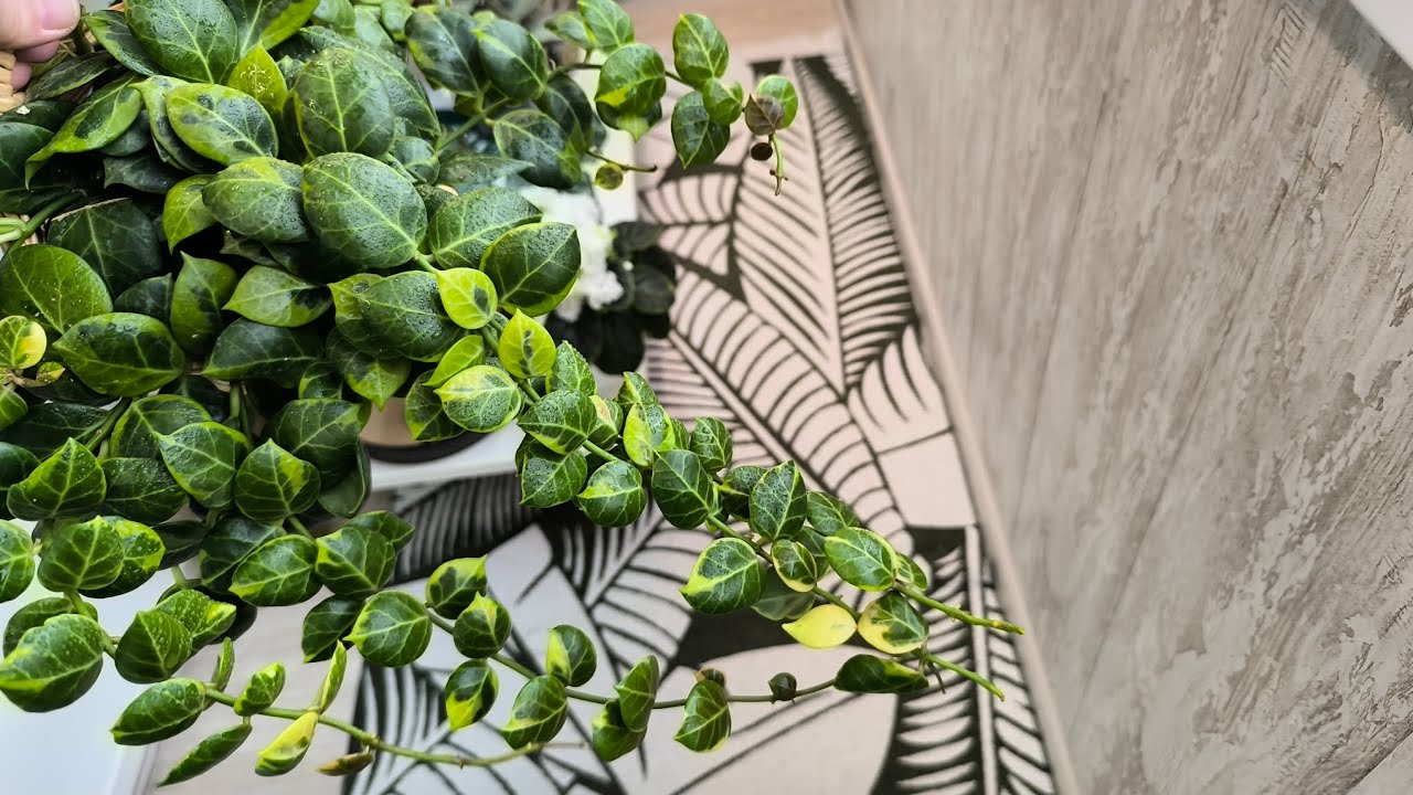 Хойи! Как выросли спустя 1,5 года. 25.02.2026.