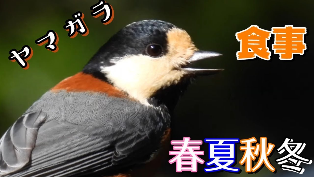 ヤマガラの食事　春夏秋冬　兵庫県・北播磨