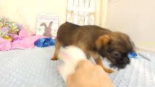 Ruff video 02 29 24 by bamshowpigs 176 views 1 month ago 42 seconds