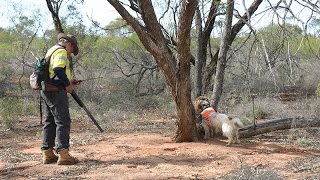 Sniffer dogs track feral cats in Western Queensland