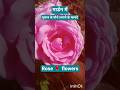 rose 🌹 flowers #viral