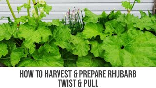How To Harvest & Prepare Rhubarb 🍃 Twist & Pull