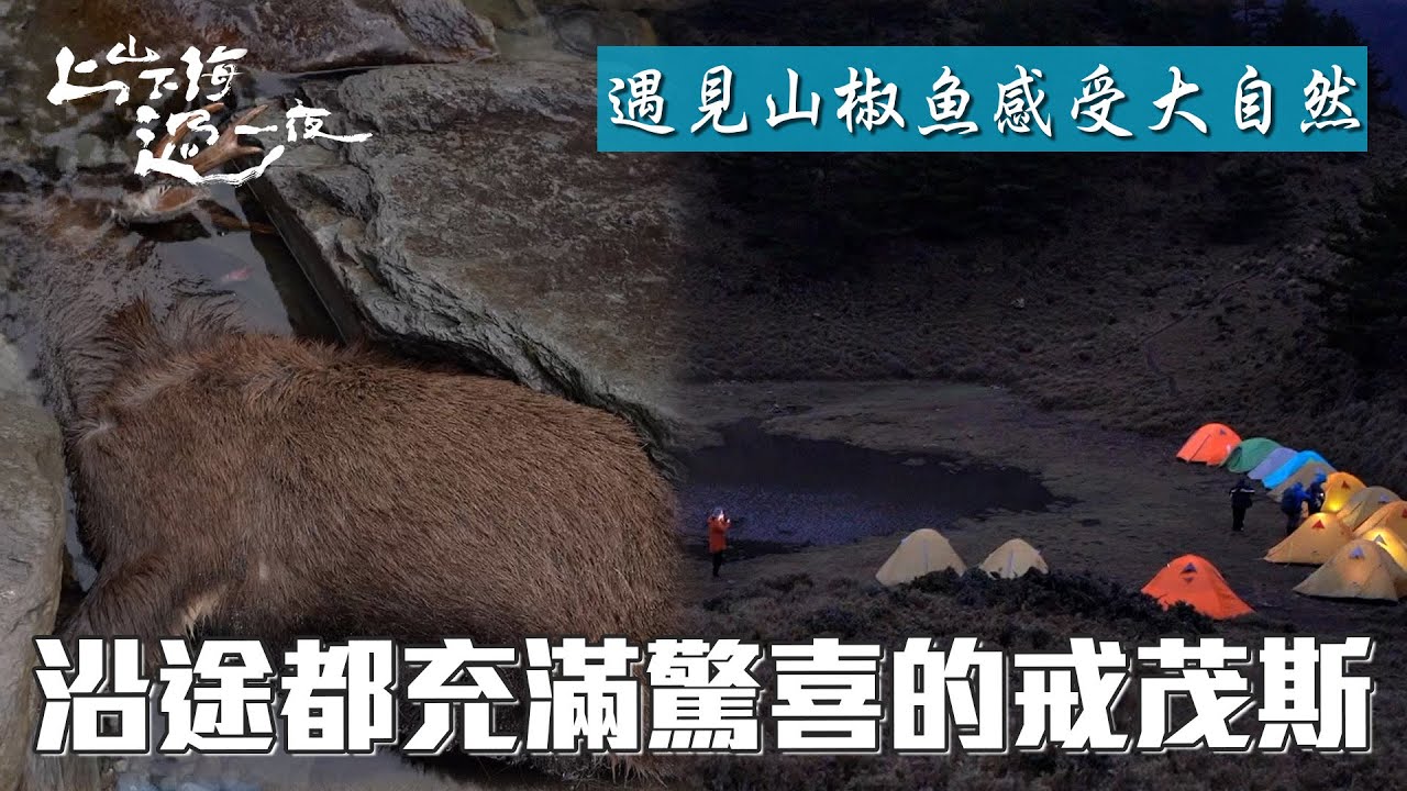 充滿未知的戒茂斯 遇見台灣特有種山椒魚 看見大自然的變化 遇見S掉的鹿｜上山下海過一夜 精華