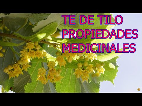 Video: Tilo - árbol medicinal