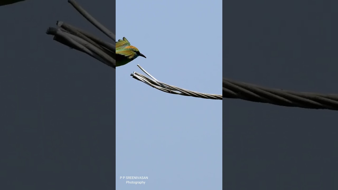 small green bee eater....