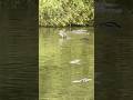 Gator lunch. #everglades #alligator #crocodile
