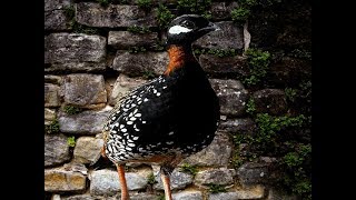 Kala Teetar  (Black Francolins) Amazing Voice || WorldAmazing Black Francolin sounds