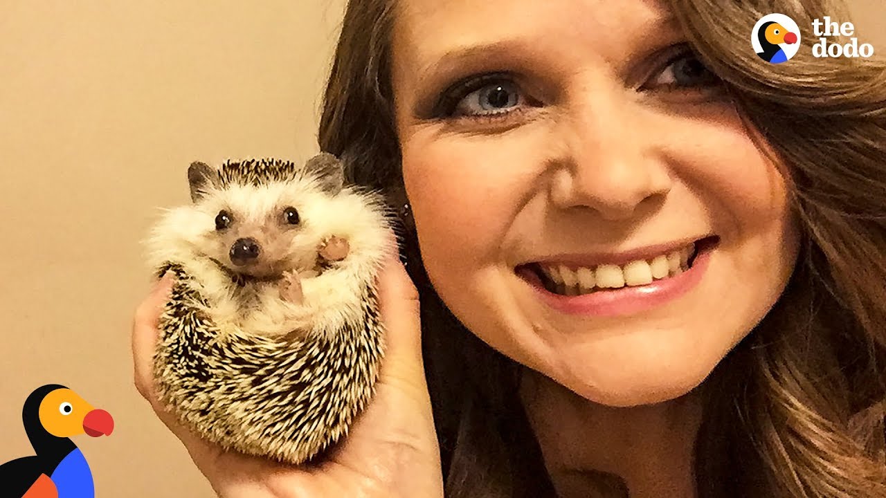 Hedgehog And Mom Are Perfect For One Another - Waldo | The Dodo