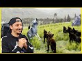 حياة الذيب 10 موسم الصيف والأنتقال للمناطق الجبلية Wolf Quest 