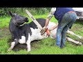 Thrilling Farm Adventure Tree Cutting Cow Milking and Dangerous Chainsaw Action!