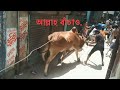 কোরবানীতে গরু নিয়ে ঘটে যাওয়া কিছু মজার দৃশ্য | Cow Qurbani | Funny Cow Running | Eid Ul Adha 2020