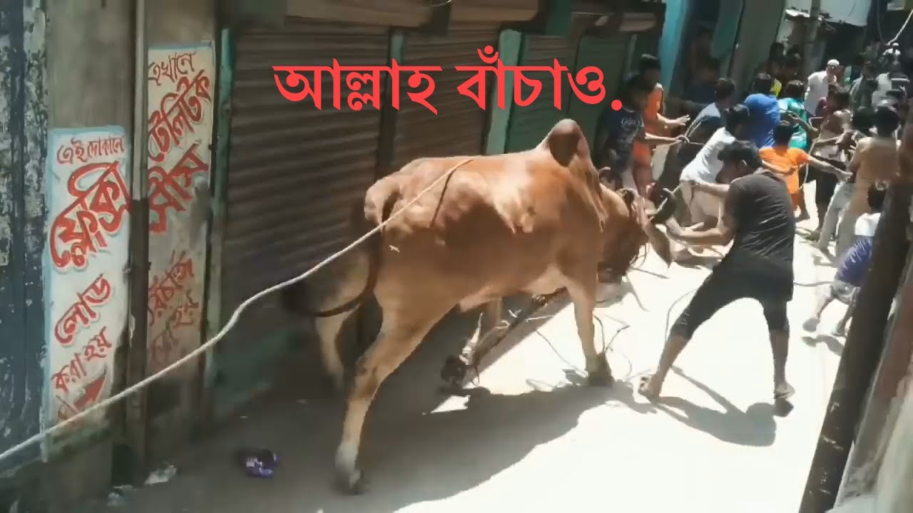 কোরবানীতে গরু নিয়ে ঘটে যাওয়া কিছু মজার দৃশ্য | Cow Qurbani | Funny