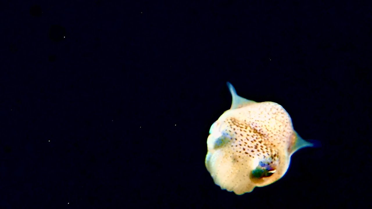 Pelagic Magic black water dive with Jack’s Dive Locker YouTube