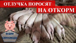 Отлучка поросят// откорм поросят//когда и как отлучать поросят