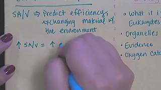 Notes - Cell Size/Shape