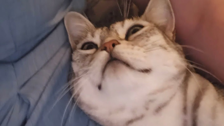 Wenn die Katzen Brutzeln hilft auch kein Pool