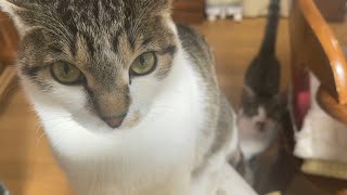 オレの彼女はツンデレ彼女。