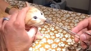 Cute Cat | This is the first time I have seen this in my life by One Minute pets 393 views 2 years ago 1 minute