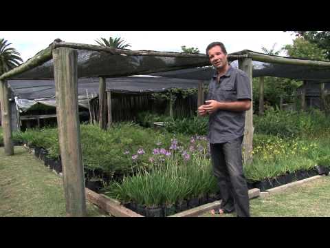 Video: Jardín de hierbas perennes - Tipos de plantas herbáceas perennes para el jardín